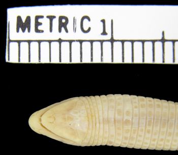 Media type: image; Herpetology R-92039